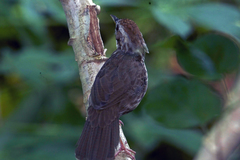 Pellorneum ruficeps