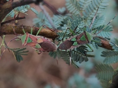 Prismatocerus prominulus