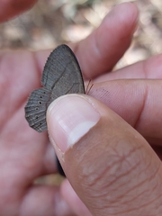 Cissia phronius