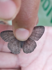 Cissia phronius