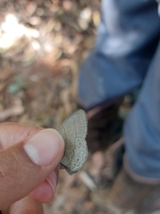 Cissia phronius