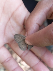 Cissia phronius