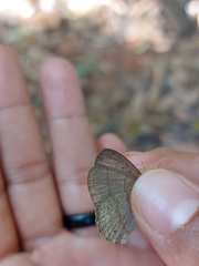 Cissia phronius