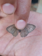 Cissia phronius