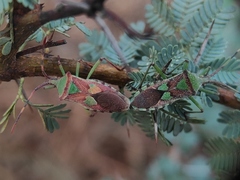 Prismatocerus prominulus