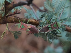 Prismatocerus prominulus