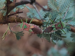 Prismatocerus prominulus