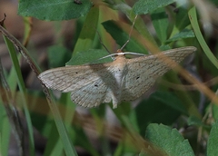 Scopula oppilata