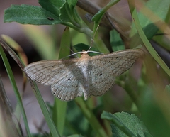 Scopula oppilata