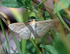 Scopula oppilata