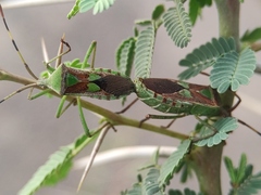 Prismatocerus prominulus