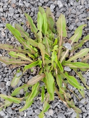 Taraxacum officinale