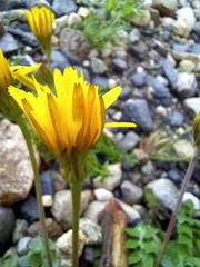 Hyoseris radiata