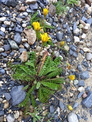 Hyoseris radiata