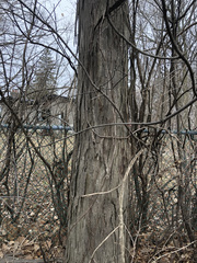 Carya ovata