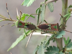 Prismatocerus prominulus