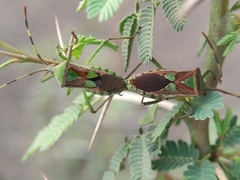 Prismatocerus prominulus