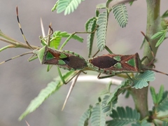 Prismatocerus prominulus