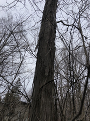 Carya ovata