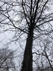 Carya ovata