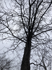 Carya ovata