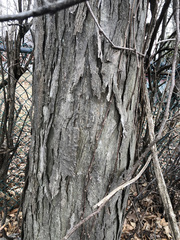 Carya ovata