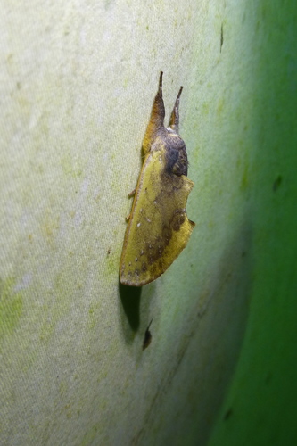 Hemiceras