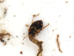 Nectoporus sanmarkii