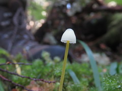 Mycena epipterygia