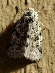 Bryolymnia viridata