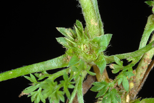 Soliva sessilis
