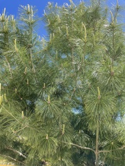 Pinus