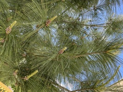 Pinus