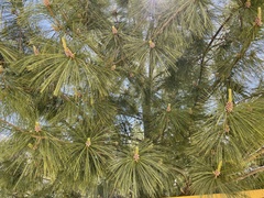 Pinus