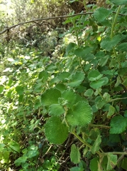Marrubieae