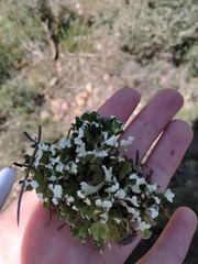 Cladonia foliacea