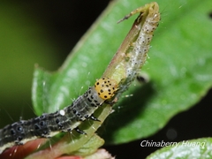 Hypena trigonalis