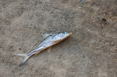 Iheringichthys labrosus