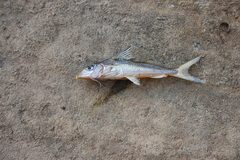 Iheringichthys labrosus