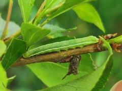 Cosmia trapezina