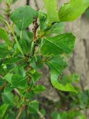 Cosmia trapezina