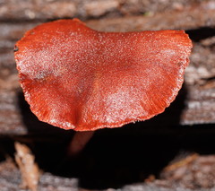 Tubaria rufofulva