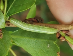 Cosmia trapezina