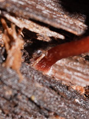 Tubaria rufofulva