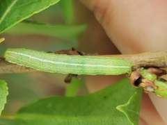 Cosmia trapezina
