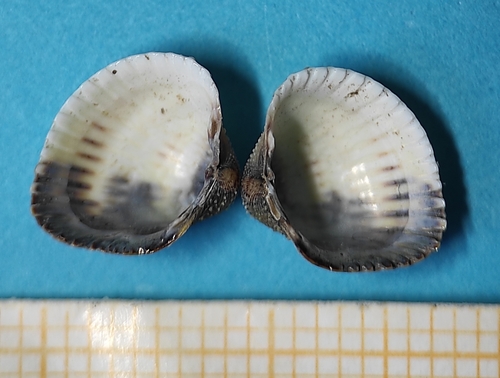 Angled Cockle
