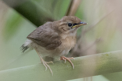 Pellorneum ruficeps
