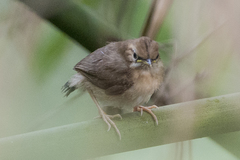 Pellorneum ruficeps