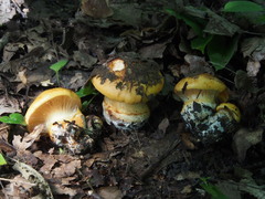 Calonarius alcalinophilus