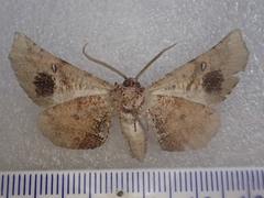 Circopetes obtusata